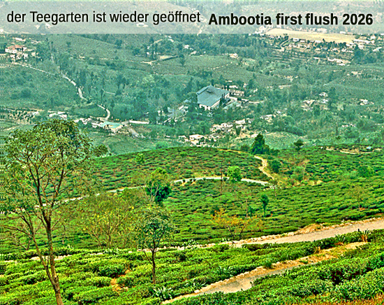 Darjeeling first flush 2026 kbA. SFTGFOP1 Ambootia Dj1 