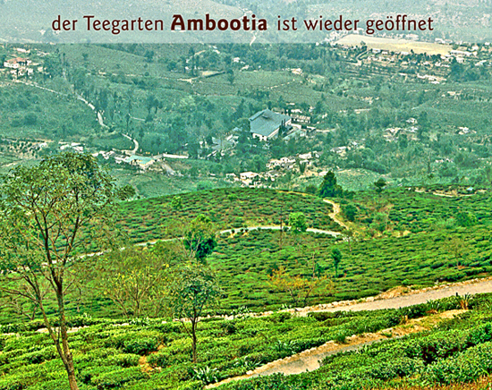 Darjeeling first flush 2026 kbA. SFTGFOP1 Ambootia Dj1 