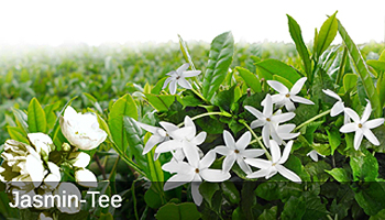 Jasmin Tee aus China