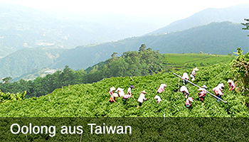 Oolong aus Taiwan