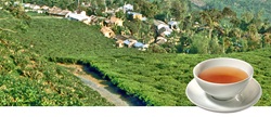 Darjeeling autumnal