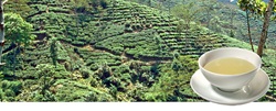 Grüner Tee aus Darjeeling