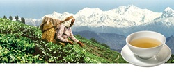Darjeeling first flush