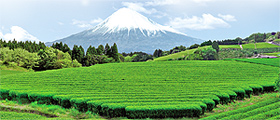 Grüntee aus Japan