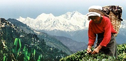 Darjeeling Raritäten