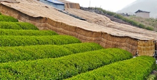 Gyokuro