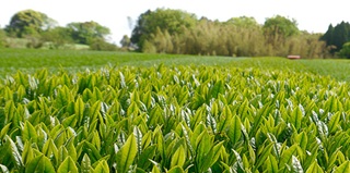 Sencha