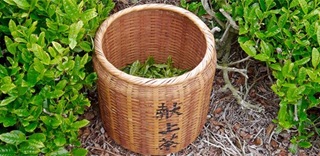 Shincha