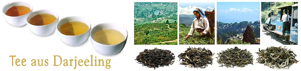Darjeeling Tee