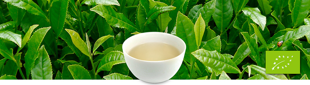 Weißer Bio-Tee 