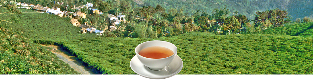 Darjeeling autumnal