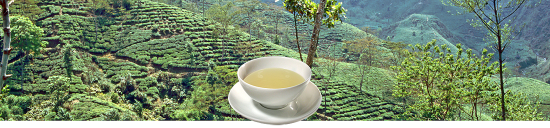 Grüner Tee aus Darjeeling