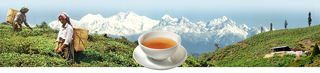 Darjeeling second flush