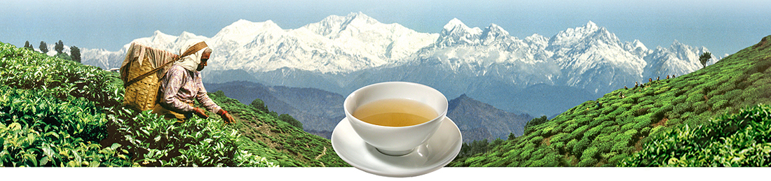 Darjeeling first flush