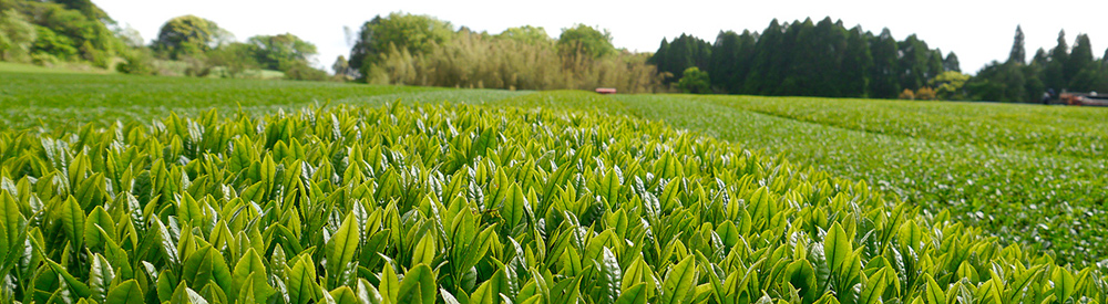 Sencha