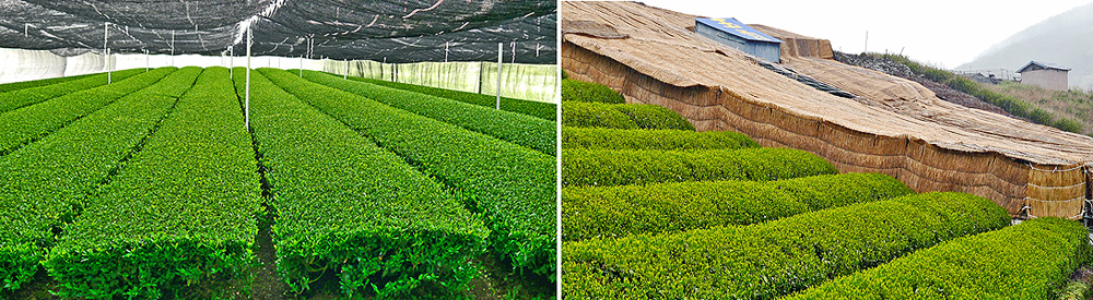 Gyokuro