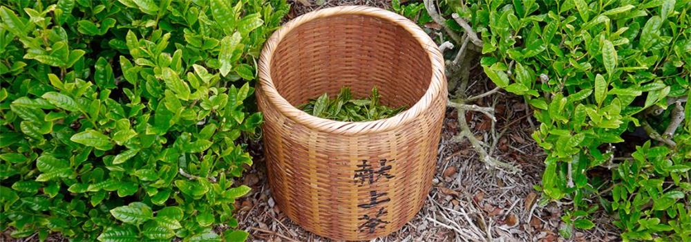 Shincha
