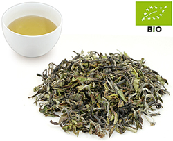 Nepal first flush kbA. SFTGFOP1 Jun-Chiyabari