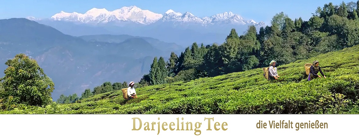 Darjeeling Tee Vielfalt im Shop