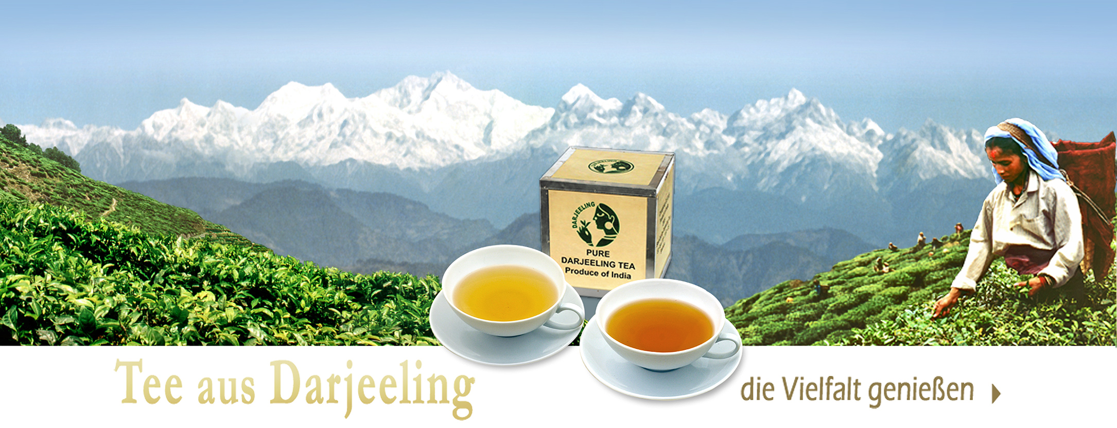 banner Darjeeling-Tee