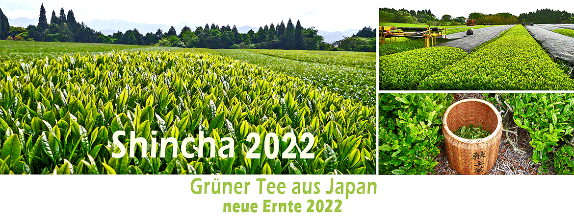 banner Shincha 2022