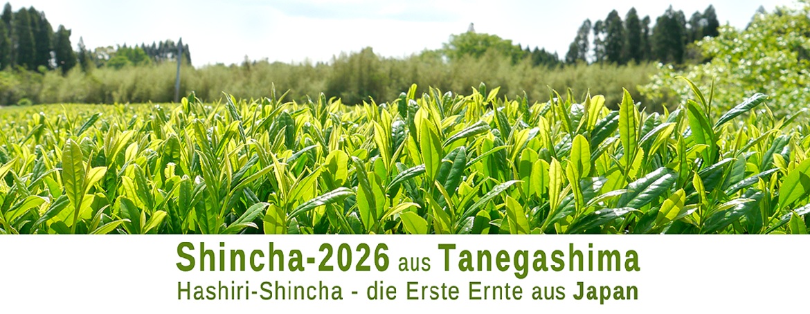 Japan Shincha 2026 neue Ernte